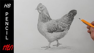 how to draw a hen pencil drawing for beginners