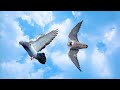 Сокол Сапсан Атакует Стаю Голубей. Falcon Peregrine Falcon Attacks a Flock of Pigeons