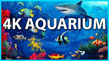 The Best 4K Aquarium for Relaxation 🐠 Sleep Relax Meditation Music - 2 hours -  Screensaver-OUT