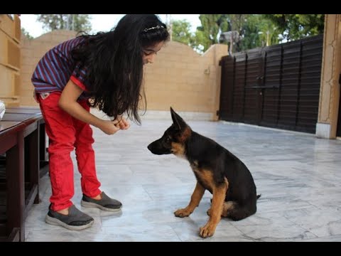 german shepherd puppy biting problem, naughty german shepherd, fun with ...