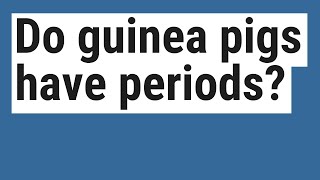 Do guinea pigs have periods?