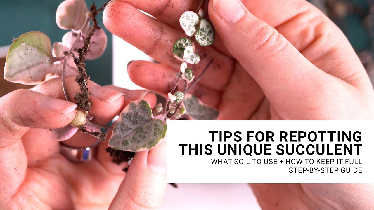 Repotting String of Hearts YouTube
