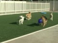 The Local Bark - The Best Dog Resort in Sacramento. The Local Bark - The Best Dog Resort in Sacramento.