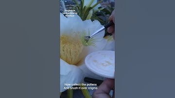 Thumbnail of Dragonfruit hand pollination technique #pollinations #pollen #dragonfruit #balconygarden #asmr
