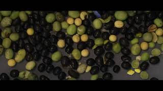 AMD Soyabean Color Sorter
