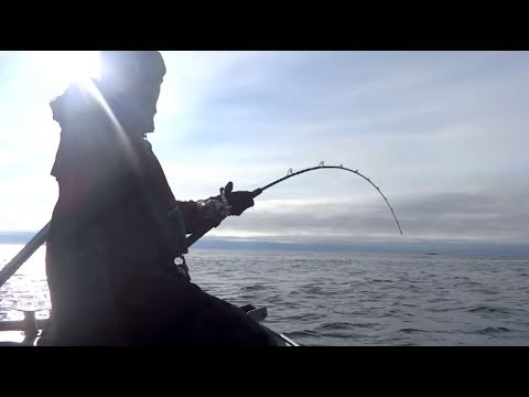 Video: Maisto Produktų žvejyba: Nematomo Kranto Išteklių, Esančių Konektikute, Derliaus Tyrimas
