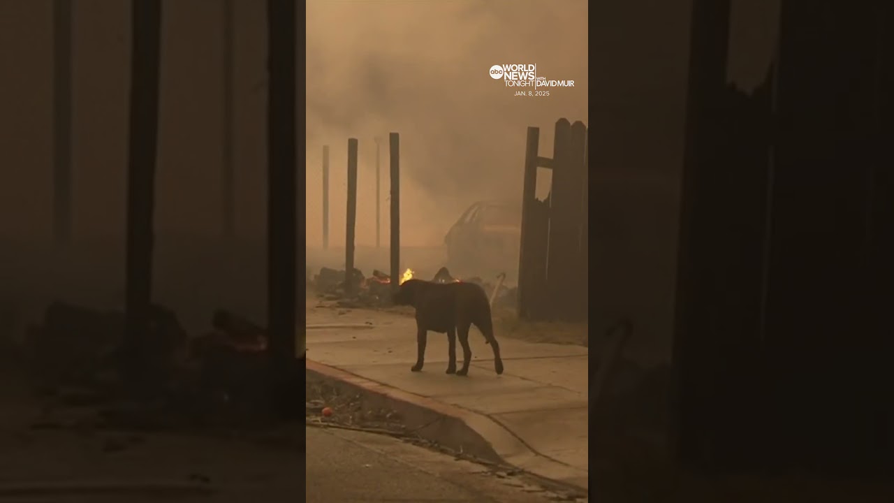 California wildfires: Firefighter consoles dog found wandering neighborhood