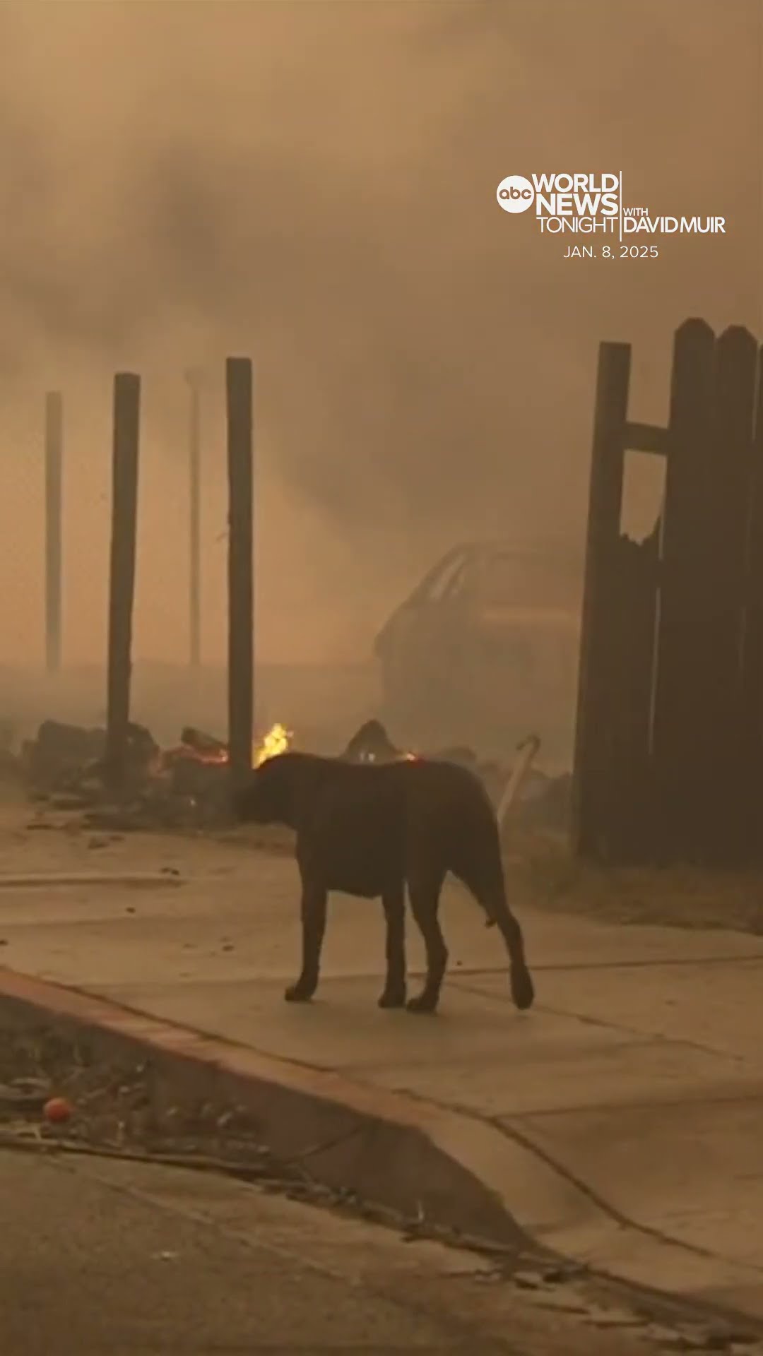 California wildfires: Firefighter consoles dog found wandering neighborhood