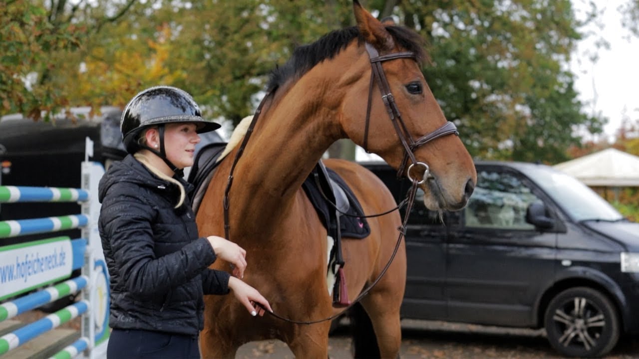 Dressurpferd will nicht mehr zum Reitunterricht – Transport fast unmöglich
