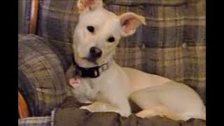 Daisy Courage-- What Is Making That Noise?