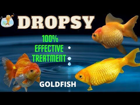Dropsy in Goldfish
