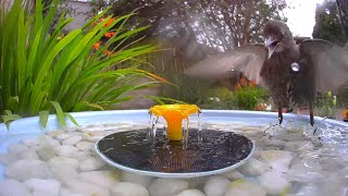 Both camera angles from the Birdfy bird bath.  First landscape, then the portrait view 