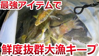 アジ、イカ、数時間入れても魚が弱らない！最強キープアイテムを実際に使いながらご紹介！！