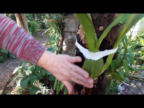 Plantando Orquídea Chocolate em Árvore (Oncidium Sharry Baby)