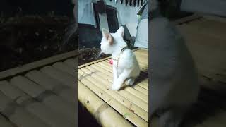 พ่อจ๋า #555 #cat