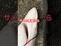 サメの胃袋から出てきたのは、、#沖縄　#釣り　#サメ　#fishing #shark