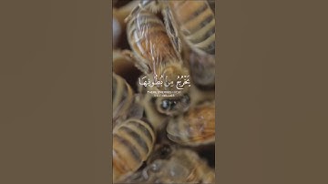 القران الكريم بصوت يريح القلب والنفس #سورة_النحل #القرآن_الكريم