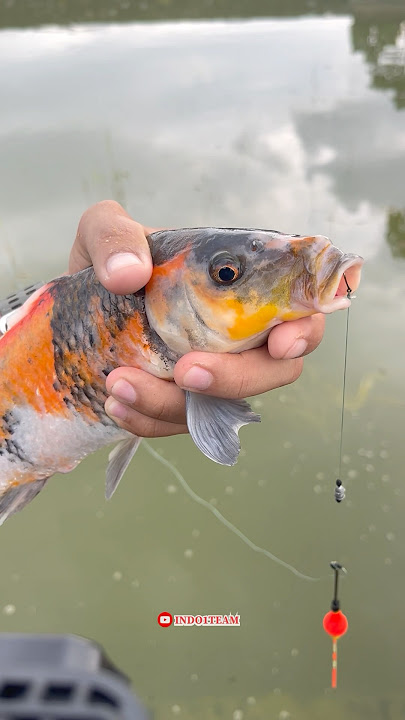 Fishing neighbor's dam Strike goldfish koi baboon😍 #maskoi