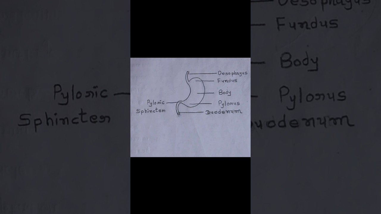 Labelled Stomach Diagram #shorts