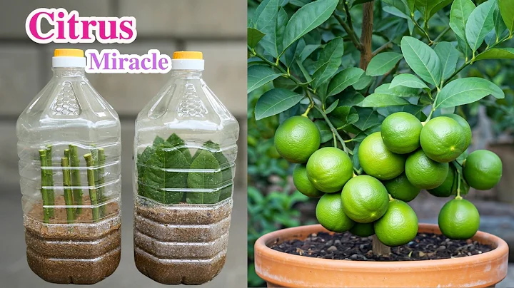 🌿Grow Your Lemon Tree from Cuttings and Leaves with This Proven Method