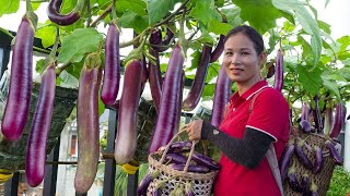 Harvest Eggplants to Sell for living, Daily Cooking of A Single Woman | Lan Anh Daily Harvesting