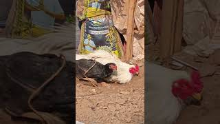 #farming #aseelfarm #chicken #birds @mahaviraseelFarm-s4v mob-7319027167 (aseel chicks avilable)