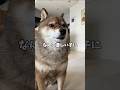 優しい気持ちが🐕柴犬に伝わって