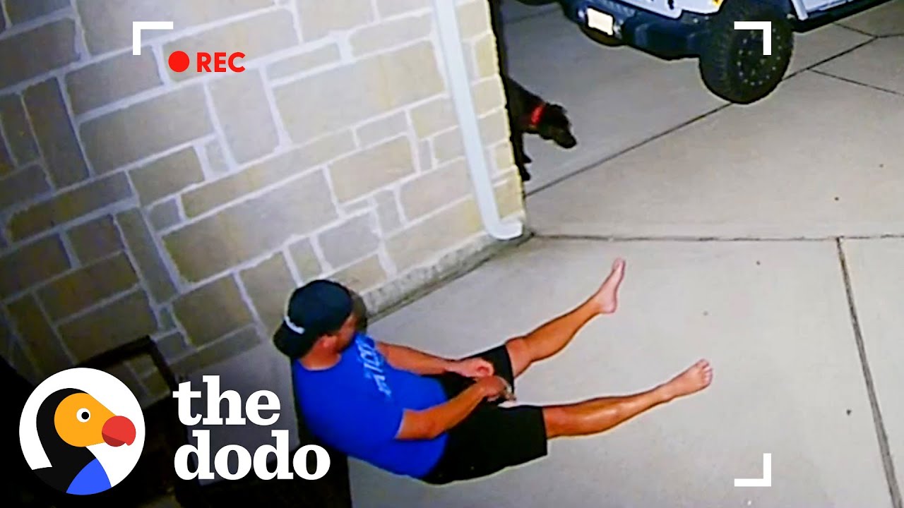 man-sits-outside-house-for-hours-trying-to-catch-stray-dog-the-dodo