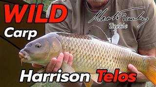 Wild Carp Harrison Telos