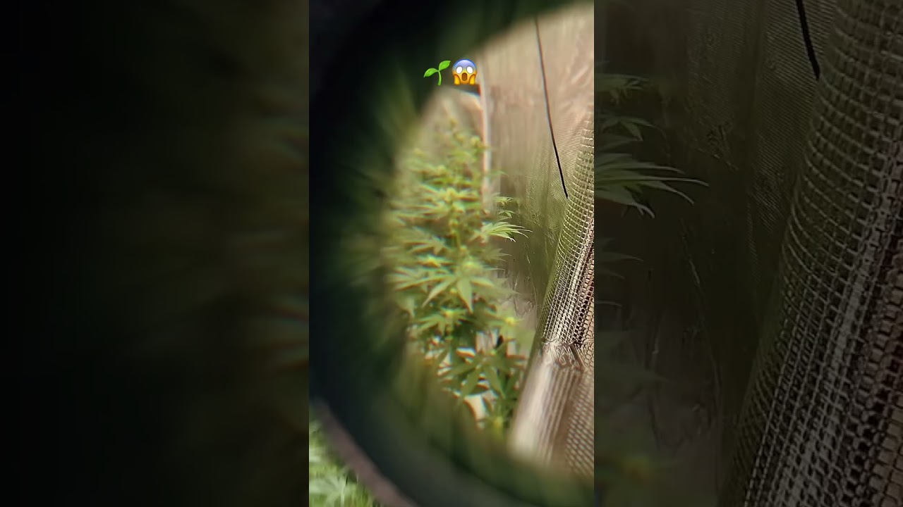 A 👀 inside the 5X9 tent. Strains: Dante’s inferno, Zoap and Trop 🍒 