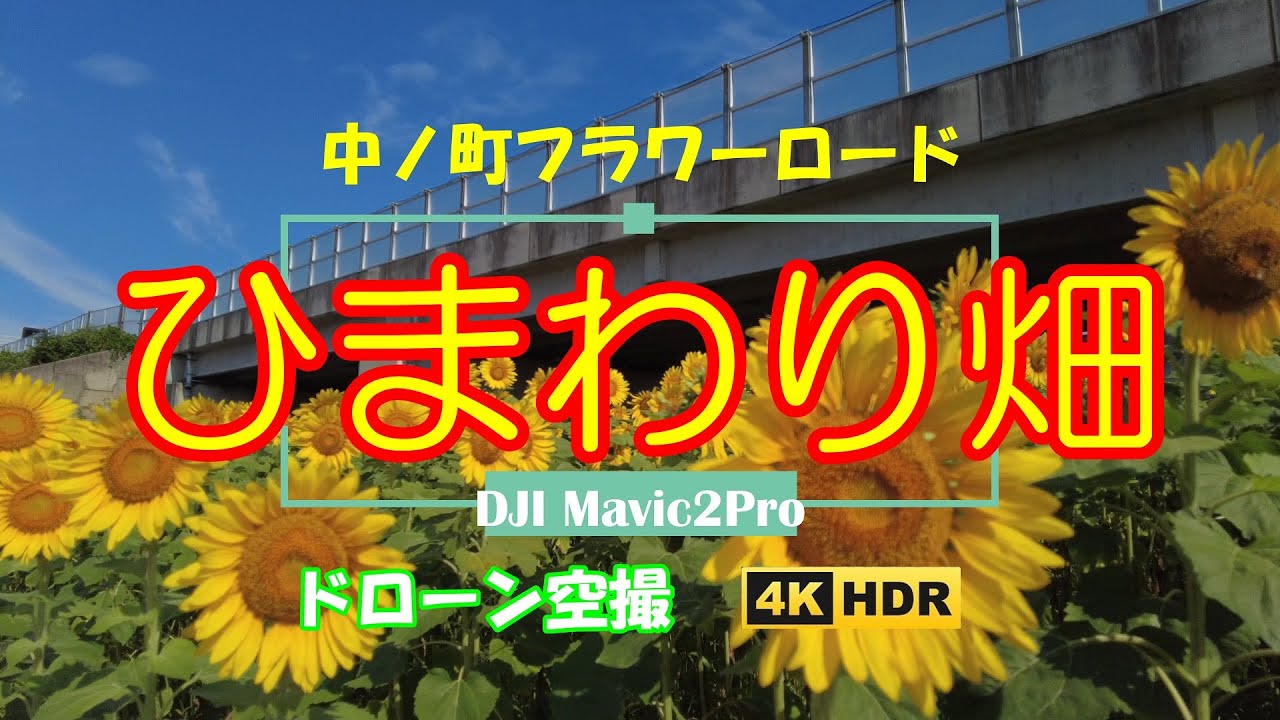 ドローン空撮 ひまわり畑 中ノ町フラワーロード 4k Aerial Shoot With A Drone Sunflower Field Nakanomachi Flower Road Youtube