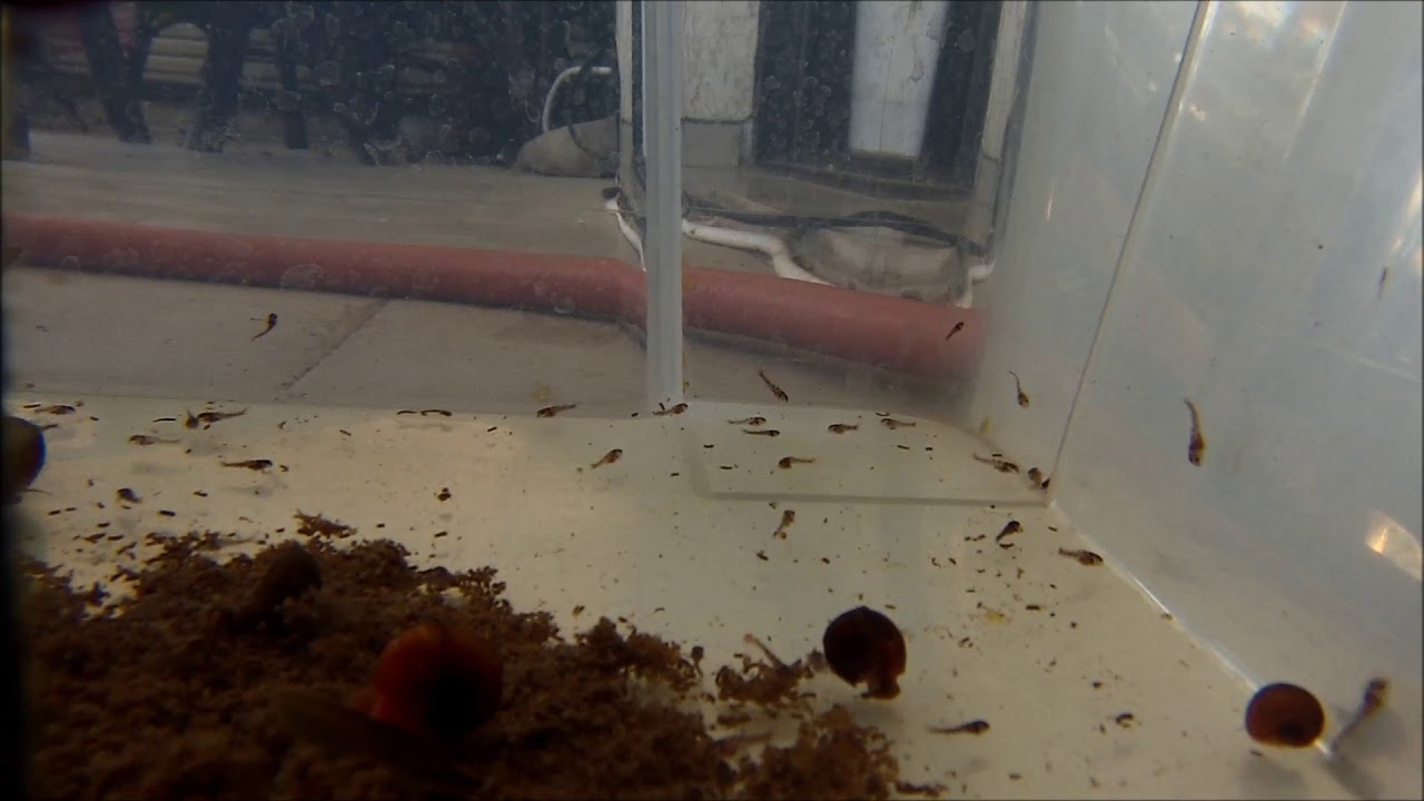 Corydoras aeneus (bronze cory) fry 5 days post hatching YouTube