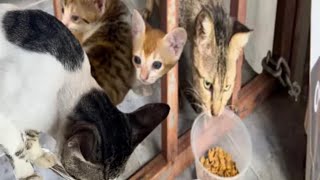 feed the starving abandoned cats, hoping they will be full to enjoy the food