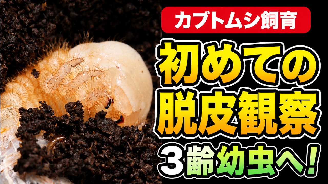 カブトムシが脱皮して3令幼虫になりました - YouTube