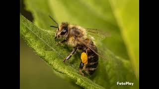 ЗДО177 ЗМР. Ознайомлення з природним довкіллям:" Бджола"( середній вік).