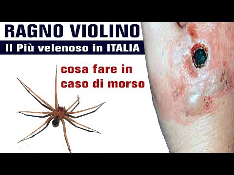 Ragno Violino emergenza in Italia