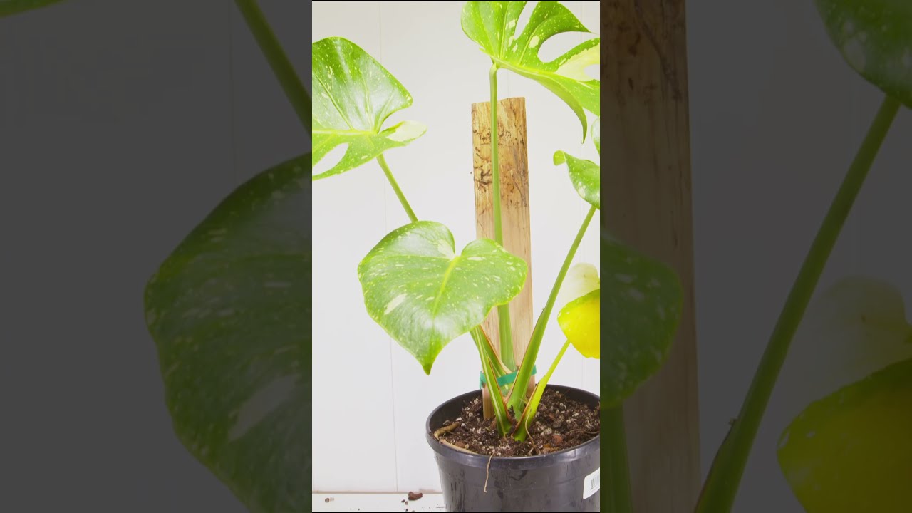 How To Setup A Monstera Thai Constellation For Success