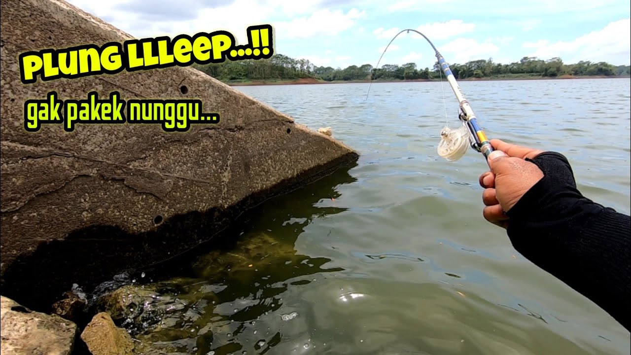 PENGHUNI SPOT INI GAK PERNAH KETEMU UMPAN UDANG || mancing ikan red