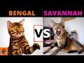 Bengal cat vs savannah cat breed comparison which one should you choose