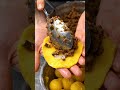 Kurdish Kubba Halab