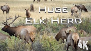 Massive Elk Herd Bugling | Missouri Breaks Montana 4K