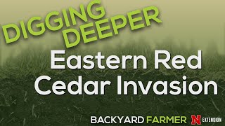 Digging Deeper   Eastern Red Cedar Invasion