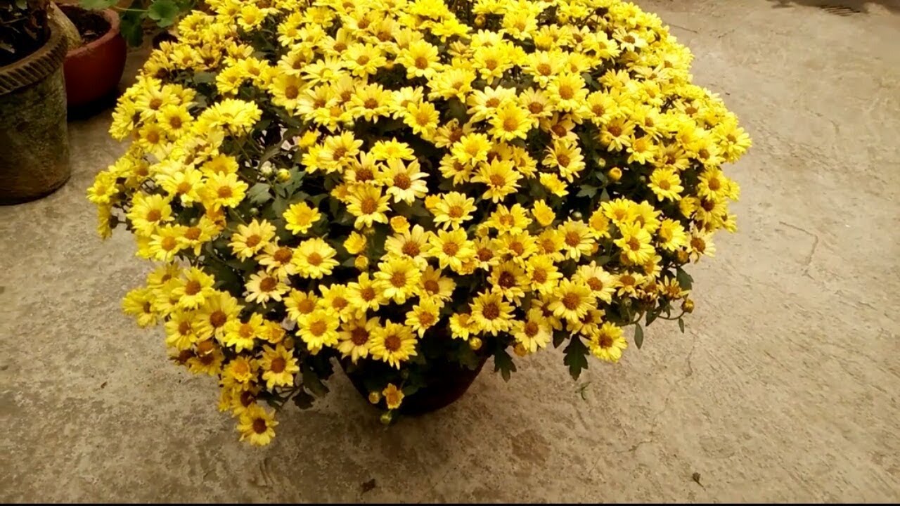 गुलदाउदी के पौधे से पाएं अनगिनत फूल || My five secrets to get more flowers from chrysanthemums