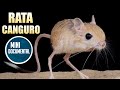 Rata canguro (curiosidades)
