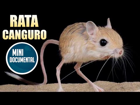 Video: ¿Dónde viven las ratas canguro?