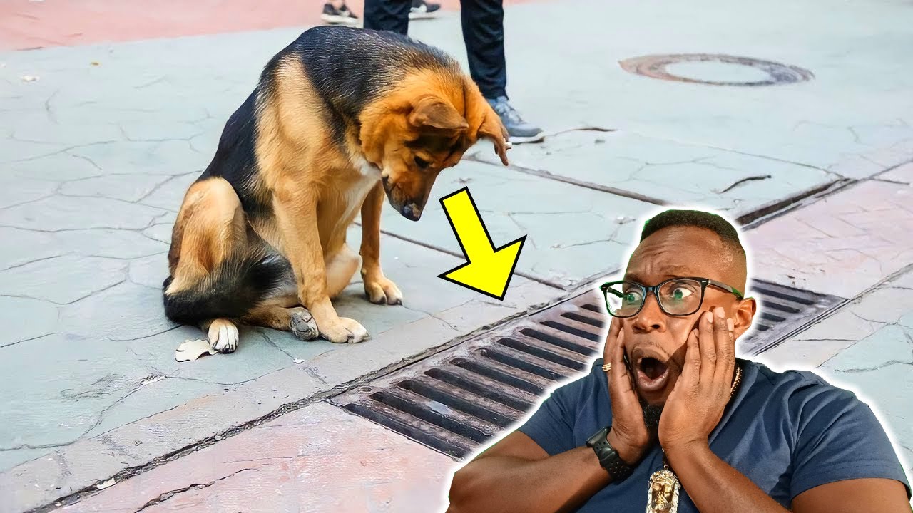 The Dog Looked into the Storm Drain Every Day, and when it was Opened -  PEOPLE were Shocked! - YouTube