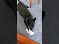 Lady the dog 🐕 vs paper plate #dog #dogs #gsds #gsd #shorts #short #germanshepherd #dogshorts