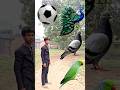 Rounding coconuts to Duck, Peacock, Pigeon &amp; Parrot - Birds names magic video#foryou#plzsupport
