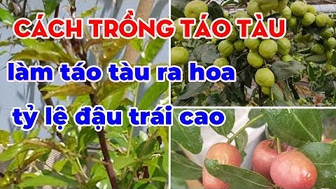 Cách làm táo tàu ra hoa đậu trái .Cách trồng táo tàu trong chậu sai trĩu quả.
