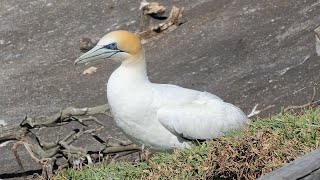 Australian gannet colony | New Zealand Birds | Muriwai Regional Park | Birds | Gannets